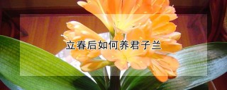 立春后如何养君子兰,第1图