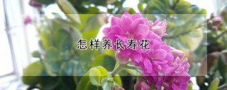 怎样养长寿花,第1图