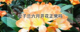 君子兰六月开花正常吗,第1图