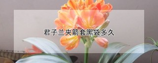 君子兰夹箭套黑袋多久,第1图