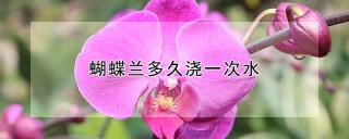 蝴蝶兰多久浇一次水,第1图