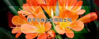 君子兰换土还用旧土吗,第1图