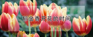 郁金香开花的时间,第1图