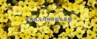 长寿花几月份开始长花苞,第1图