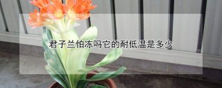 君子兰怕冻吗它的耐低温是多少,第1图