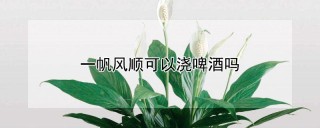 一帆风顺可以浇啤酒吗,第1图