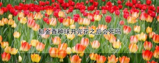 郁金香种球开完花之后会死吗,第1图