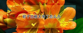 君子兰根太多了怎么办,第1图