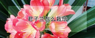 君子兰怎么栽培,第1图