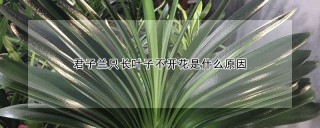 君子兰只长叶子不开花是什么原因,第1图