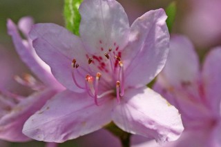 杜鹃花秋季开花期怎样养护,第2图