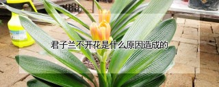 君子兰不开花是什么原因造成的,第1图