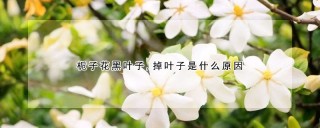 栀子花黑叶子,掉叶子是什么原因,第1图