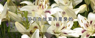 为何百合放室内是臭的,第1图