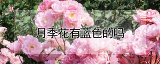 月季花有蓝色的吗,第1图