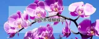 如何养殖蝴蝶兰,第1图