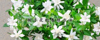 栀子花的养殖方法,第1图