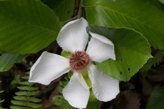 栀子花夏天能换盆吗,第3图