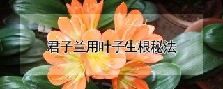 君子兰用叶子生根秘法,第1图