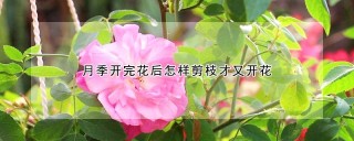 月季开完花后怎样剪枝才又开花,第1图