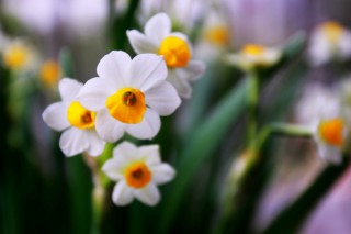 水仙花怎么修剪,第3图