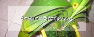 君子兰叶子上出现黄褐斑怎么办,第1图