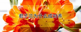 君子兰为什么成对养,第1图