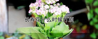 长寿花什么时候打顶,第1图