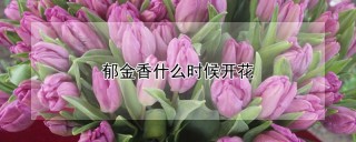 郁金香什么时候开花,第1图