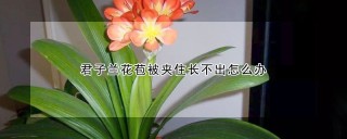 君子兰花苞被夹住长不出怎么办,第1图