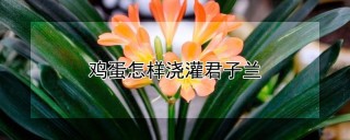 鸡蛋怎样浇灌君子兰,第1图