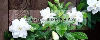 栀子花七八月份还会开花吗,第1图