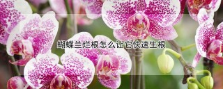 蝴蝶兰烂根怎么让它快速生根,第1图