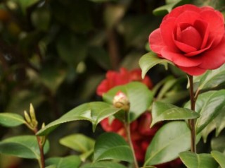 茶花的疏蕾技巧，剪花蕾二分之一为标准(花蕾如黄豆大小),第2图