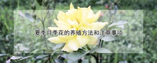 夏季月季花的养殖方法和注意事项,第1图