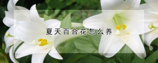 夏天百合花怎么养,第1图