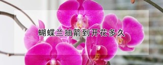 蝴蝶兰抽箭到开花多久,第1图