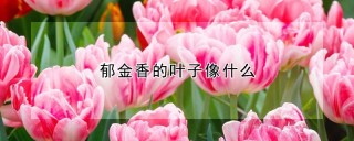 郁金香的叶子像什么,第1图