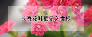 长寿花叶插多久发根,第1图