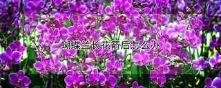 蝴蝶兰长花箭后怎么办,第1图