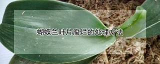 蝴蝶兰叶片腐烂的处理方法,第1图