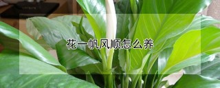 花一帆风顺怎么养,第1图