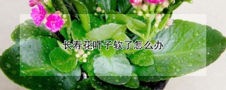 长寿花叶子软了怎么办,第1图