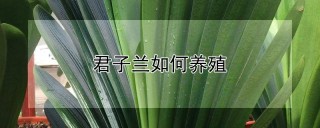 君子兰如何养殖,第1图