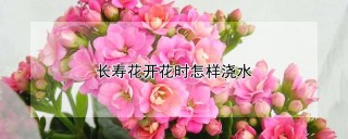 长寿花开花时怎样浇水,第1图