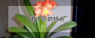 君子兰的特点,第1图