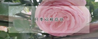 月季闷根症状,第1图