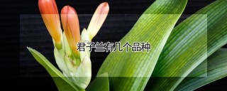 君子兰有几个品种,第1图