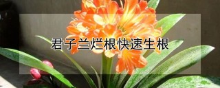 君子兰烂根快速生根,第1图