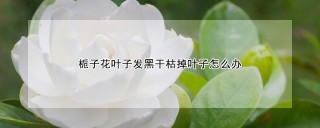 栀子花叶子发黑干枯掉叶子怎么办,第1图